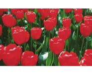 ÇİÇEKİSTAN ÇİÇEKÇİLİK