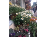 ÇİMSERA ÇİÇEKÇİLİK  